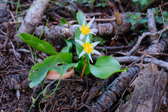 Erythronium pusaterii