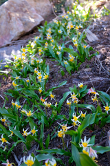 Erythronium pusaterii