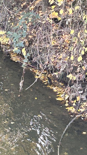 Gallinula chloropus observed 2026-10-29