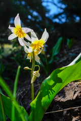 Erythronium pusaterii
