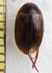 Dytiscoidea