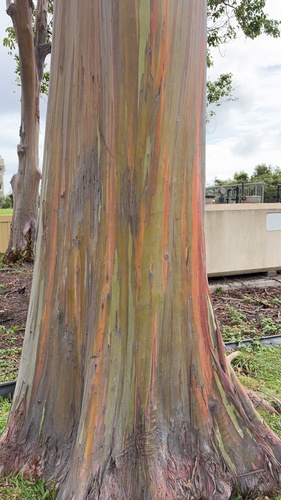 Eucalyptus deglupta observed 2026-10-27