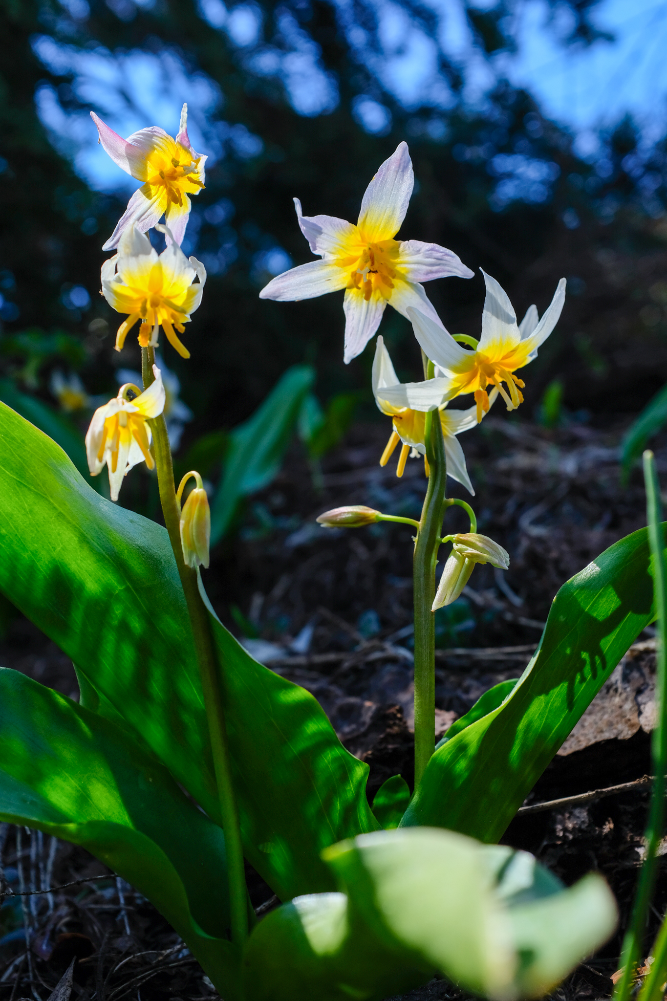 Erythronium pusaterii