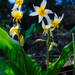 Kaweah Fawn Lily - Photo (c) paulexcoff, some rights reserved (CC BY-SA), uploaded by paulexcoff