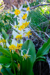 Erythronium pusaterii