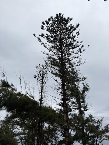 Araucaria columnaris observed 2026-10-27