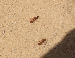 Pogonomyrmex californicus