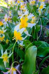 Erythronium pusaterii