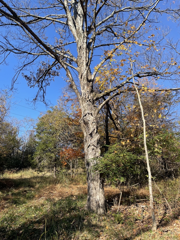 A photograph taken in Kentucky on Oct 29, 2026, where the observer’s point is approximate.