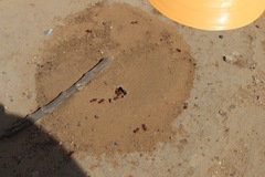 Pogonomyrmex californicus