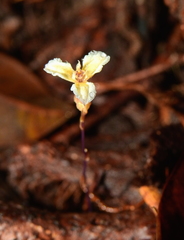 Hexapterella gentianoides