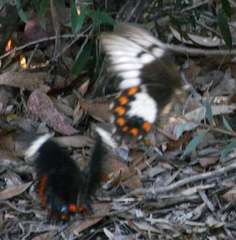 Papilio aegeus aegeus