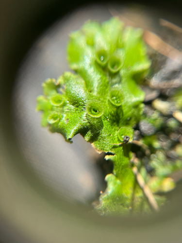 Hepaticae observed 2026-10-29