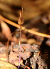 Hexapterella gentianoides