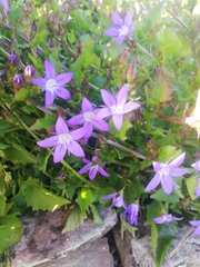 Campanula poscharskyana