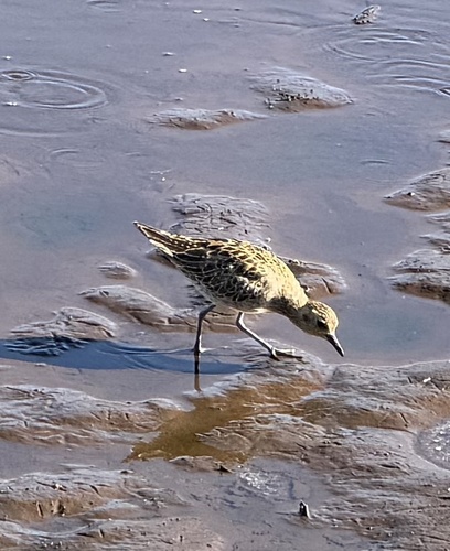 Pluvialis fulva observed 2026-10-26
