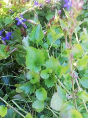 Campanula poscharskyana