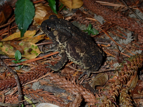 Duttaphrynus melanostictus observed 2026-10-29