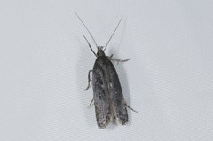 Neofaculta