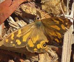 Heteronympha banksii banksii