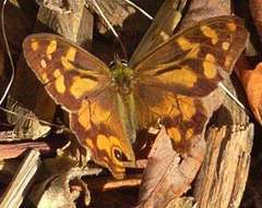 Heteronympha banksii banksii