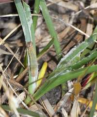 Trapezites lutea lutea