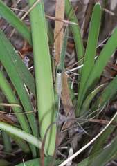 Trapezites lutea lutea