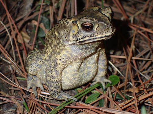 Duttaphrynus melanostictus observed 2026-10-29