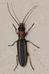Oxycopis mimetica