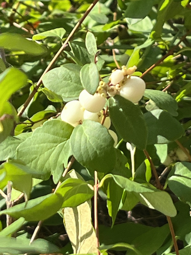 Vaccinium observed 2026-10-29