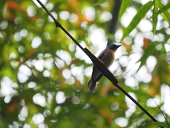Cyornis glaucicomans