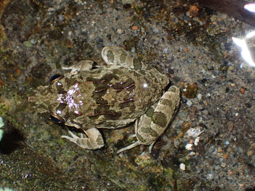 Fejervarya limnocharis observed 2026-10-29