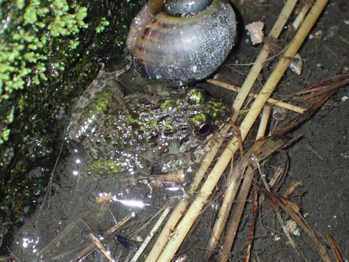 Fejervarya limnocharis observed 2026-10-29
