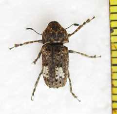 Phloeobiopsis plagifera