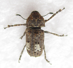 Phloeobiopsis plagifera