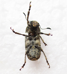 Phloeobiopsis plagifera