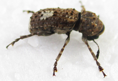 Phloeobiopsis plagifera