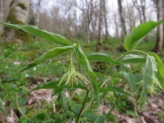 Prosartes lanuginosa