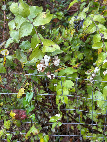 Vaccinium observed 2026-10-29