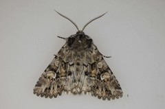 Pachetra sagittigera