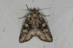 Pachetra sagittigera