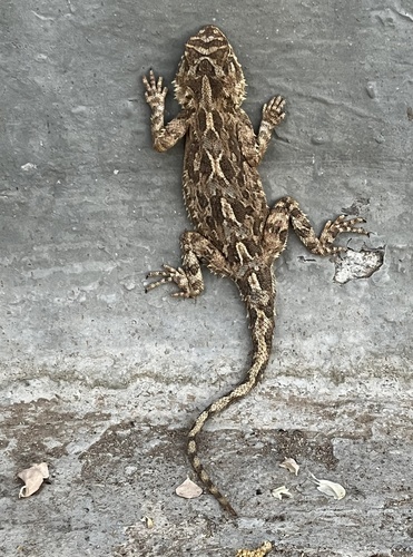 Brachyura observed 2026-10-29