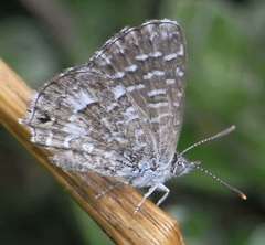 Theclinesthes serpentata serpentata