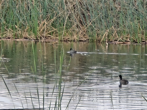Fulica americana observed 2026-10-29