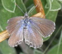 Theclinesthes serpentata serpentata