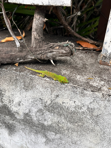 Phelsuma grandis observed 2026-10-26