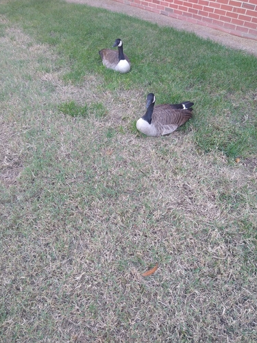 Branta observed 2026-10-29
