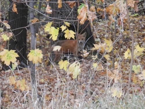Vulpes vulpes photograph by the iNaturalist community
