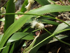 Carex fraseriana