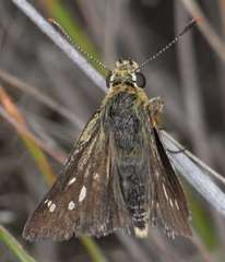 Trapezites lutea lutea